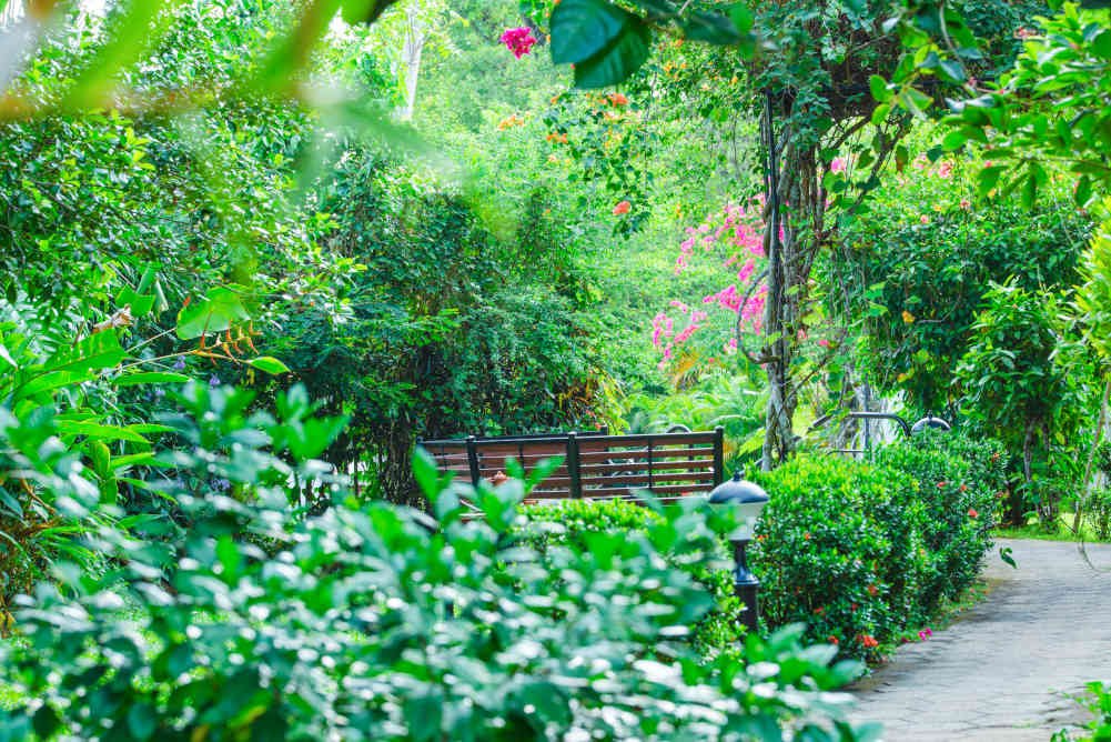 colourful and lush green plants along the path way bigger picture