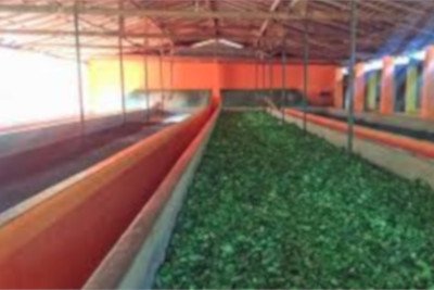 Southern tea estate and factory picture 2